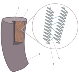 Строение волоса человека: 1. медулла, 2. кортекс, 3. кутикула, 4. кератин α-спираль, 5. дисульфидные мостики