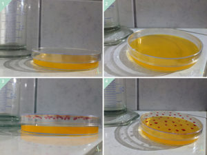 The figure shows the difference between a two-dimensional and a three-dimensional cell culture. While it is visible that in the two-dimensional variant both the (1) side view and the (2) top view show that the cells form only one layer at the bottom of the Petri dish, the cells organize themselves in the three-dimensional experimental arrangement in the (3) side view and the (4) top view on the ceiling of the Petri dish in hanging drops of the nutrient solution.